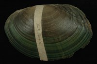 藏品(青蚌(稜蚌))的圖片